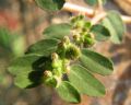 Euphorbia prostrata